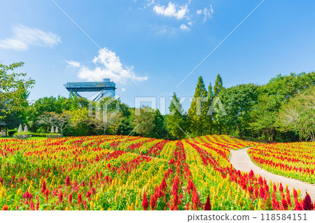 Gifu World Rose Garden, Celosia in full bloom <Kani City, Gifu Prefecture> 118584151