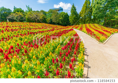 Gifu World Rose Garden, Celosia in full bloom <Kani City, Gifu Prefecture> 118584153