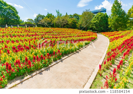 Gifu World Rose Garden, Celosia in full bloom <Kani City, Gifu Prefecture> 118584154