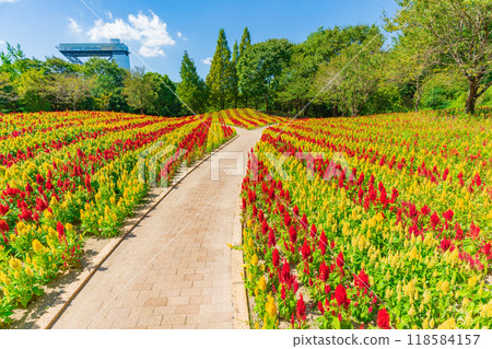 Gifu World Rose Garden, Celosia in full bloom <Kani City, Gifu Prefecture> 118584157