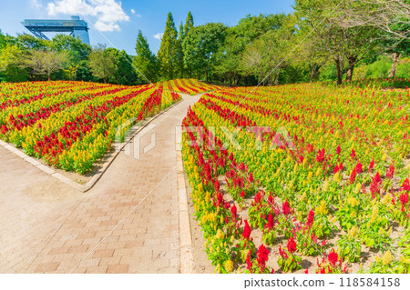 Gifu World Rose Garden, Celosia in full bloom <Kani City, Gifu Prefecture> Gifu World Rose Garden, Celosia in full bloom <Kani City, Gifu Prefecture> 118584158