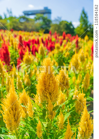 Gifu World Rose Garden, Celosia in full bloom <Kani City, Gifu Prefecture> 118584162