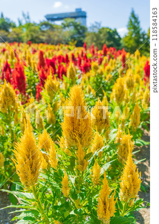 Gifu World Rose Garden, Celosia in full bloom <Kani City, Gifu Prefecture> 118584163
