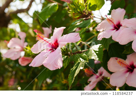Vibrant pink hibiscus flower in full bloom, captured in natural outdoor setting with green leaves  118584237