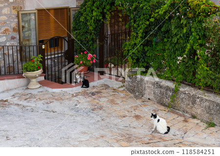Cats in a rustic village courtyard with plants and stone pavement 118584251