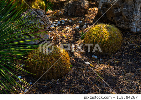 Golden Barrel Cacti in a Desert Garden Setting 118584267