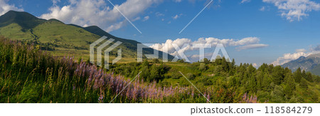 Panoramic Alpine Meadow with Wildflowers and Rolling Hills 118584279
