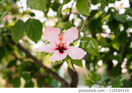 Close-up of a Pink Hibiscus Flower in Natural Setting Close-up of a Pink Hibiscus Flower in Natural Setting 118584318