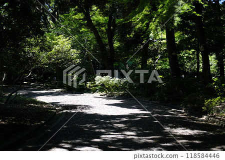 綠意盎然的小巷 118584446