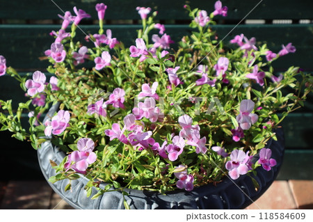 Pink Super Torenia Flowers Pink Super Torenia Flowers 118584609