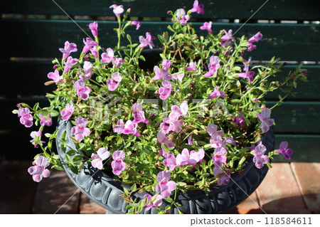 Pink Super Torenia Flowers 118584611
