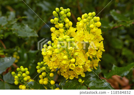 Mahonia holly with yellow buds on a green background in the garden Mahonia holly with yellow buds on a green background in the garden 118584832