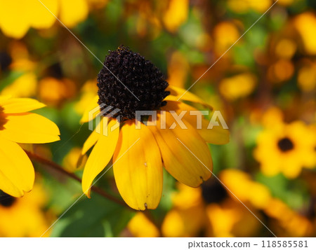 Rudbake Tacao Rudbake Tacao 118585581