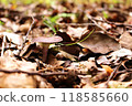 Mushrooms growing in the fallen leaves 118585660
