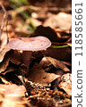 Mushrooms growing in the fallen leaves 118585661