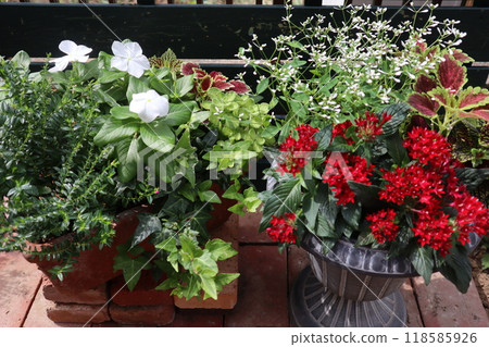 五花群植、長春花群植 五花群植、長春花群植 118585926