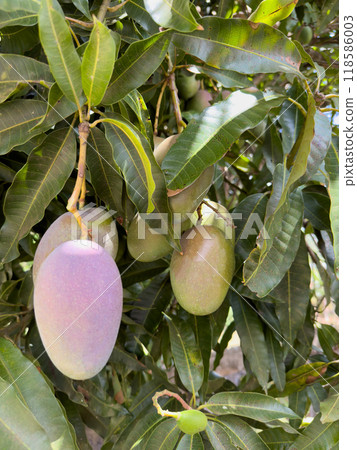 Young mango fruits 118586003