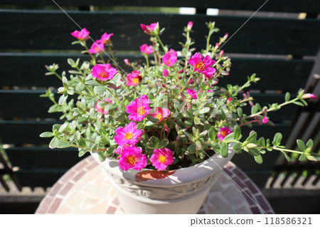 Pink flowers of variegated leaf portulaca 118586321