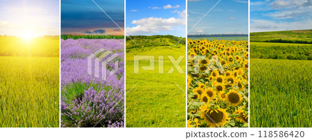 Panoramic view of green field and blue sky with light clouds. Collage. Panoramic view of green field and blue sky with light clouds. Collage. 118586420