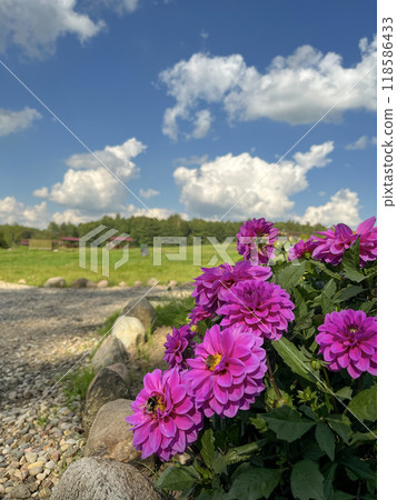 dark pink dwarf dahlias bloom in the country 118586433