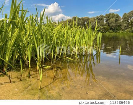 very beautiful bank of the Berezina river in summer 118586466