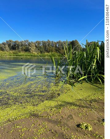 very beautiful bank of the Berezina river in summer 118586467
