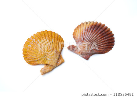 Two mussel shells Two mussel shells 118586491