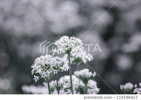 韭菜花 韭菜花 118586822