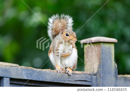 Portrait of a cute grey squirrel eating nuts on a garden fence Portrait of a cute grey squirrel eating nuts on a garden fence 118586835