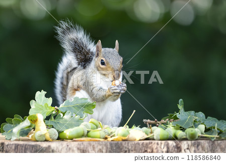Portrait of a grey squirrel eating acorn on a tree stump in autumn 118586840