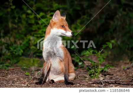 Portrait of a cute red fox cub in a forest 118586846