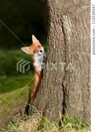 Red fox cub standing on its hind legs with its front paws against a tree trunk in a forest 118586847