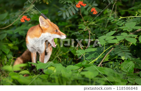 Portrait of a red fox with open mouth standing on a grass in a forest Portrait of a red fox with open mouth standing on a grass in a forest 118586848