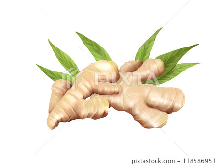 Ginger food illustration on white background 118586951