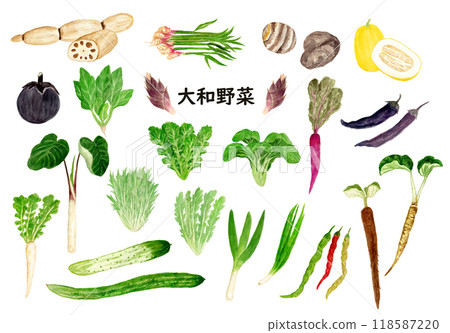 Hand-drawn watercolor illustration of Yamato vegetables 118587220
