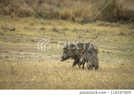 Two wild male Indian boar or Andamanese pig or Moupin pig or Sus scrofa cristatus in natural scenic green open grassland or field at panna national park forest tiger reserve madhya pradesh indiaasia 118587809