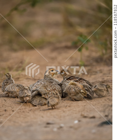 wild family of grey francolin or grey partridge or Francolinus pondicerianus with small chicks walking together on a jungle or forest track at Ranthambore national park tiger reserve rajasthan india wild family of grey francolin or grey partridge or Francolinus pondicerianus with small chicks walking together on a jungle or forest track at Ranthambore national park tiger reserve rajasthan india 118587812