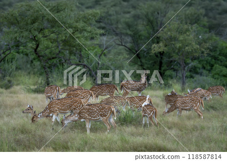 group or herd of spotted deer or chital or axis deer or axis axis family in wild natural green scenic background in winter outdoor wildlife safari at ranthambore national park forest rajasthan india 118587814