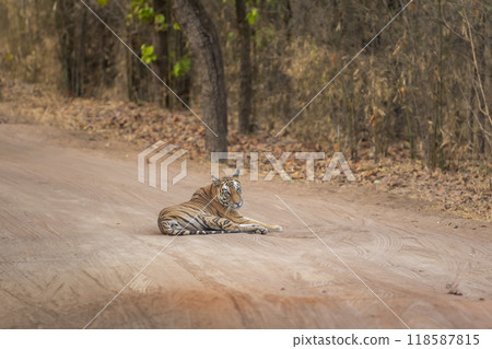 showstopper wild female tiger or tigress or panthera tigris sitting blocking road or forest track with full face eye contact in morning safari at bandhavgarh national park reserve madhya pradesh india 118587815
