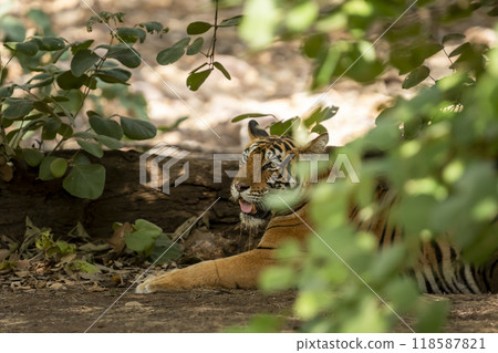wild female bengal tiger or tigress noor T39 panthera tigris sitting or resting in shades of natural green leaves at ranthambore national park forest reserve sawai madhopur rajasthan india asia wild female bengal tiger or tigress noor T39 panthera tigris sitting or resting in shades of natural green leaves at ranthambore national park forest reserve sawai madhopur rajasthan india asia 118587821