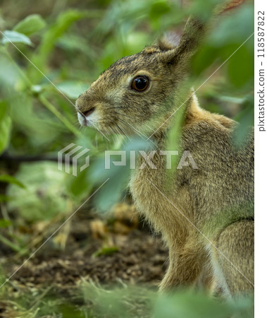 wild indian hare or black naped hare or Lepus nigricollis camouflage in green grass in his natural habitat in winter season safari at ranthambore national park forest tiger reserve rajasthan india wild indian hare or black naped hare or Lepus nigricollis camouflage in green grass in his natural habitat in winter season safari at ranthambore national park forest tiger reserve rajasthan india 118587822