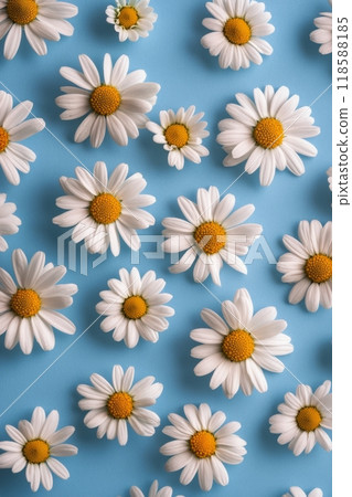 A vibrant arrangement of white daisies scattered on a light blue background in springtime 118588185