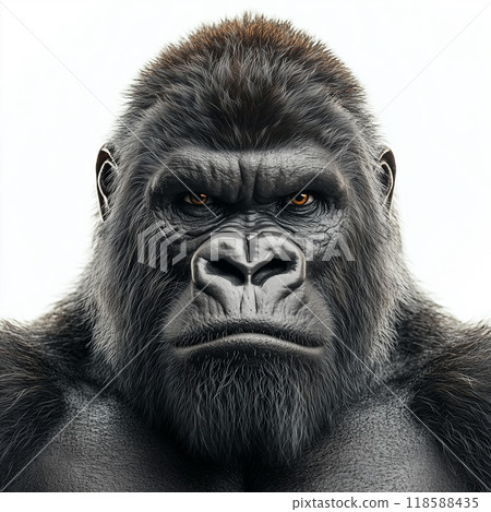 Powerful silverback gorilla with intense orange eyes stares directly at the viewer 118588435