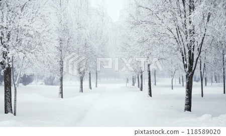 Snow-covered park path during winter with trees blanketed in white fluff 118589020