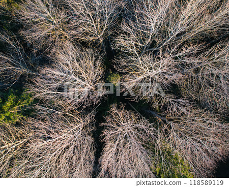 Aerial view of a forest in early spring or late autumn 118589119