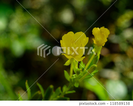 月見草盛開 月見草盛開 118589138