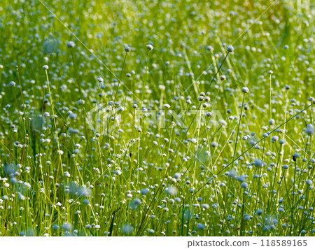 日本特有，藻類叢生 118589165