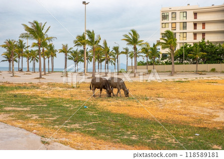 Cows graze next to the beach with palm trees in the background Cows graze next to the beach with palm trees in the background 118589181