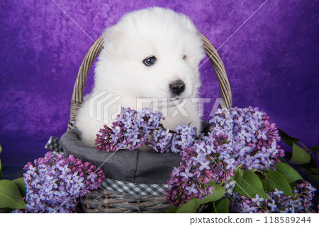 White fluffy small Samoyed puppy dog is sitting on purple background with lilac flowers in basket White fluffy small Samoyed puppy dog is sitting on purple background with lilac flowers in basket 118589244