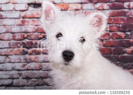 West Highland White Terrier dog puppy on brick wall background West Highland White Terrier dog puppy on brick wall background 118589250